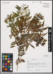 Foto von Salix triandra L.